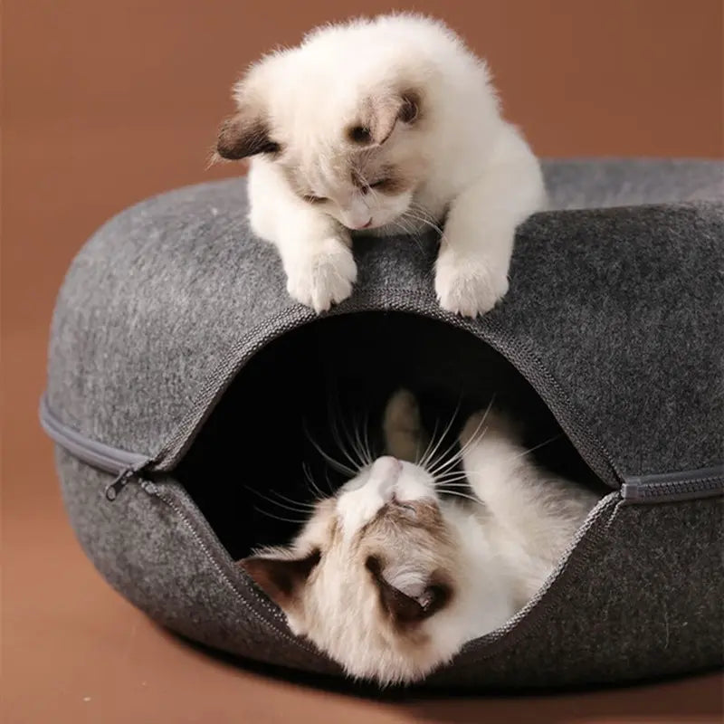 Chat s'amusant joyeusement dans le Tunnel Panier